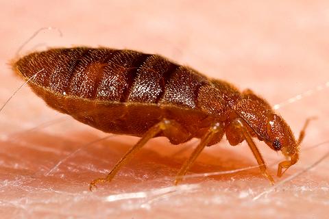 Bed bug Cimex lectularius