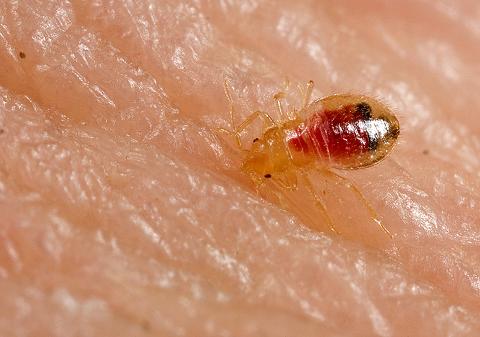 Bed bug nypmh Cimex lectularius
